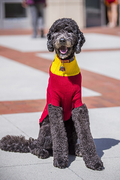 Professor Beau, the therapy dog.